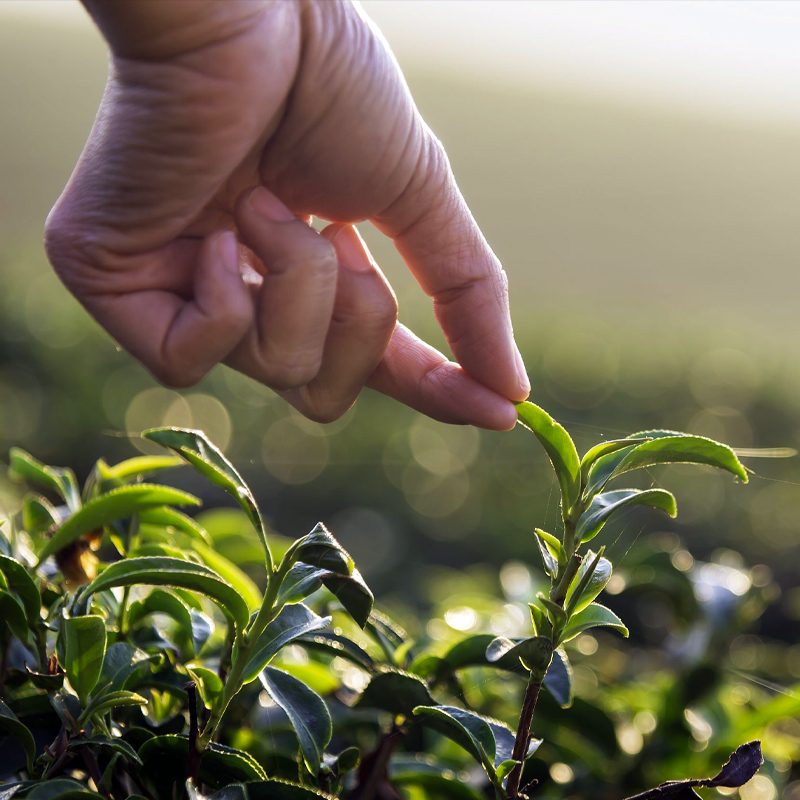 URNA Organic Farming